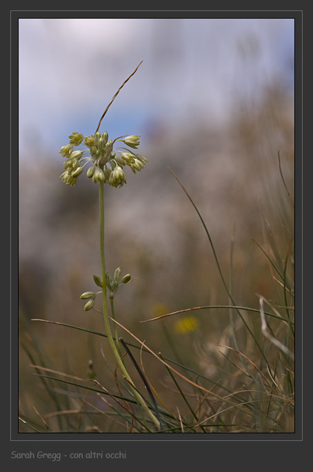 Tre Allium abruzzesi