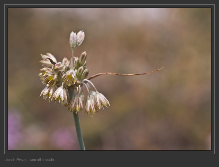 Tre Allium abruzzesi