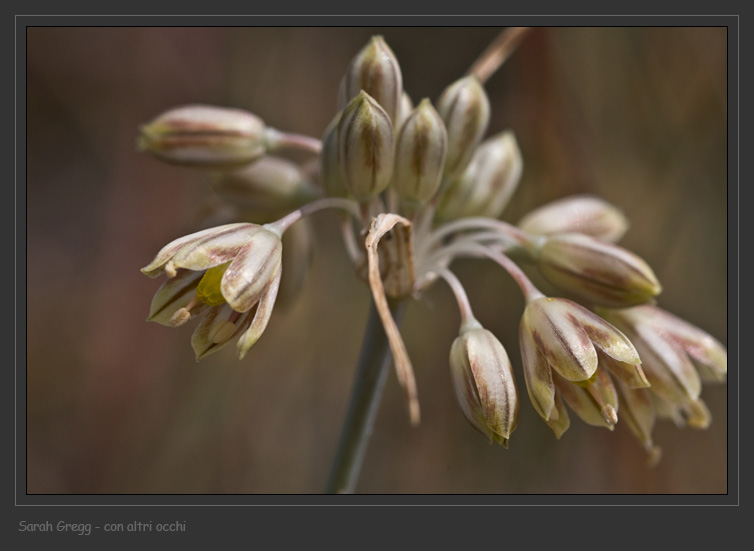 Tre Allium abruzzesi