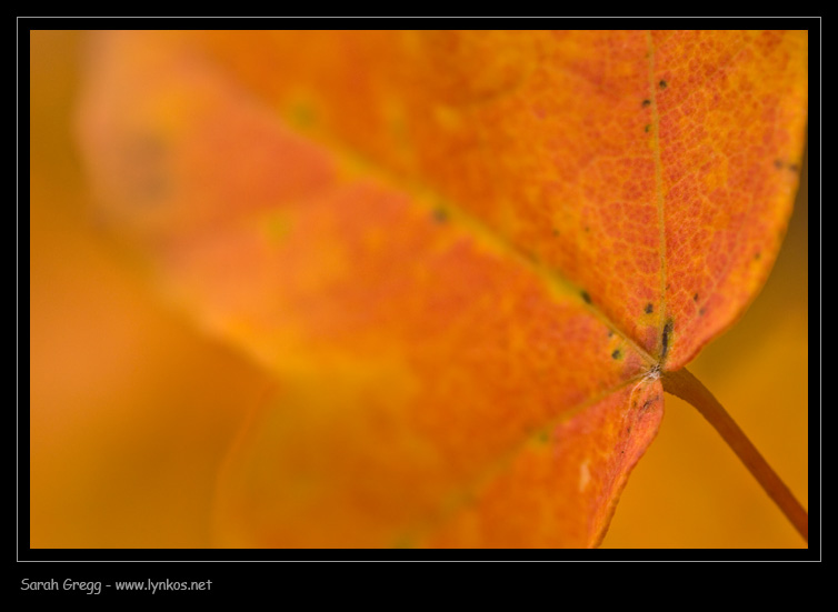 I colori dell''autunno...