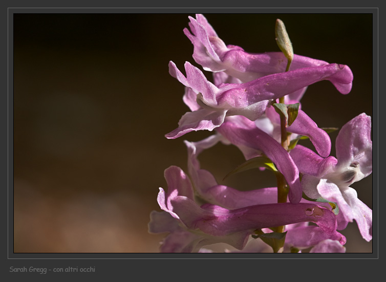 Dal faggeto della Lama Bianca 1 - Corydalis cava