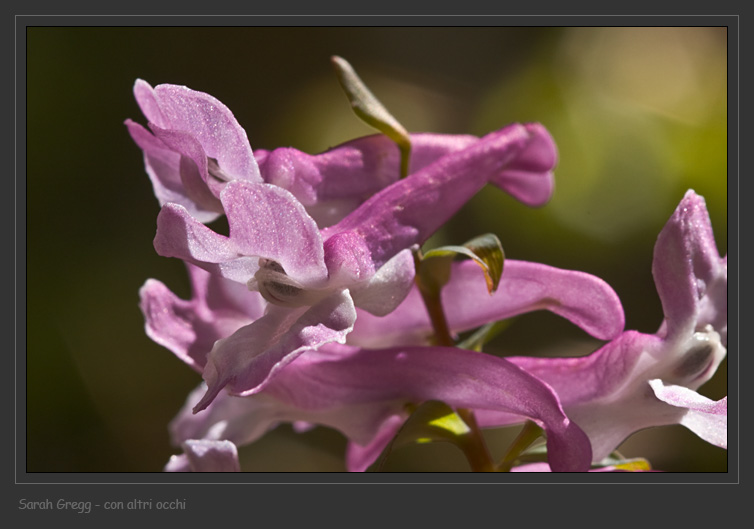 Dal faggeto della Lama Bianca 1 - Corydalis cava