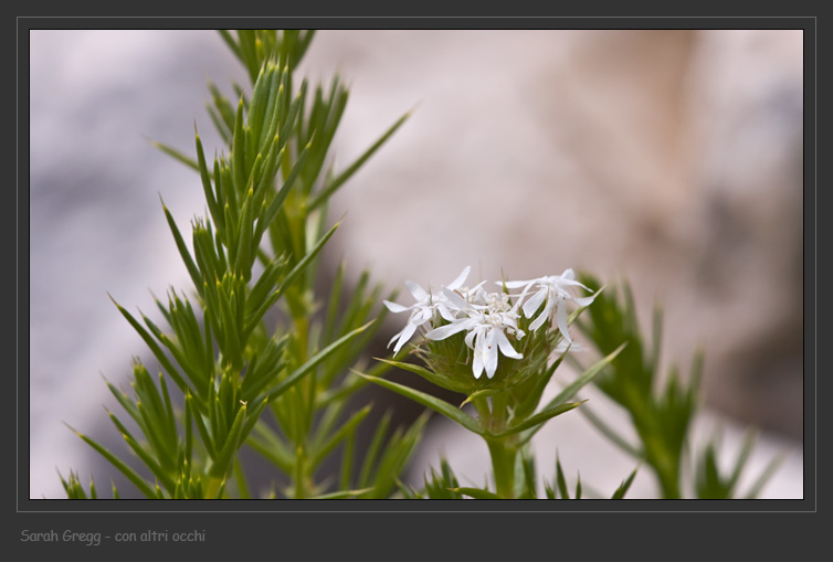 Drypis spinosa