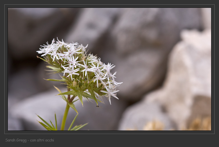 Drypis spinosa