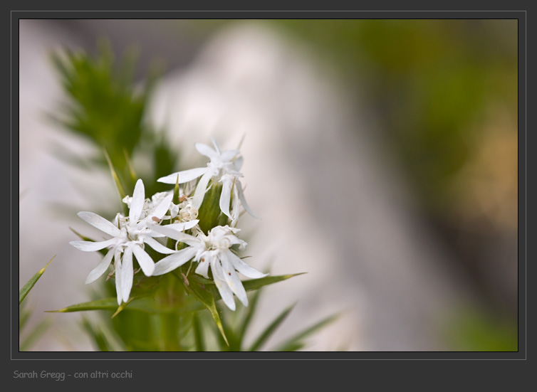Drypis spinosa