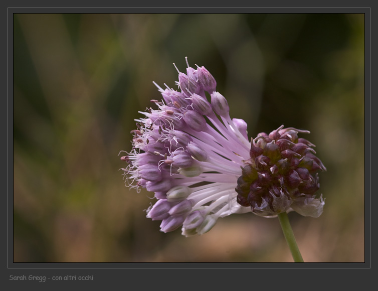 Tre Allium abruzzesi
