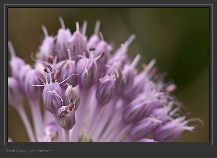 Tre Allium abruzzesi