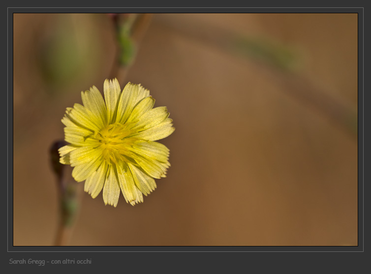Lactuca sativa subsp. serriola / Lattuga selvatica