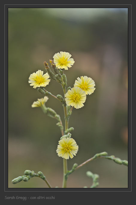 Lactuca sativa subsp. serriola / Lattuga selvatica
