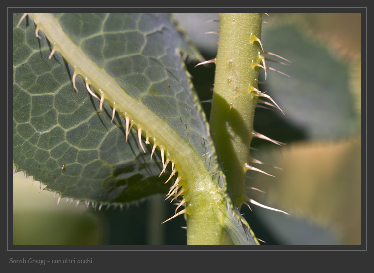 Lactuca sativa subsp. serriola / Lattuga selvatica