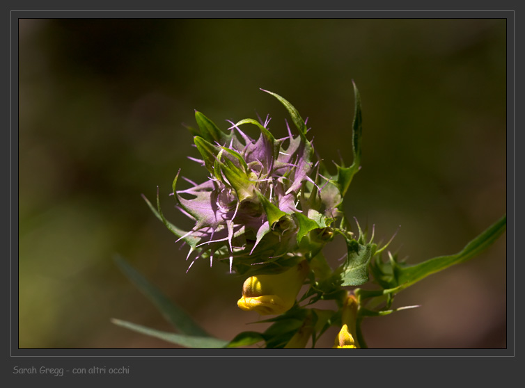 Melampyrum italicum da un faggeto majellense