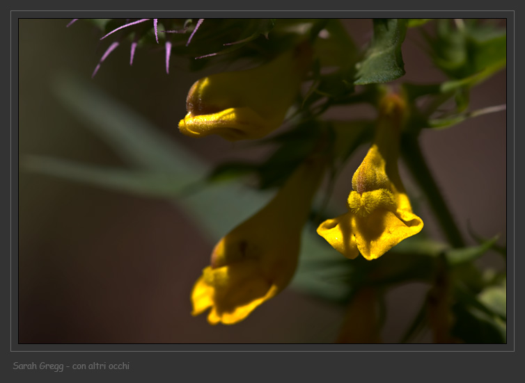 Melampyrum italicum da un faggeto majellense