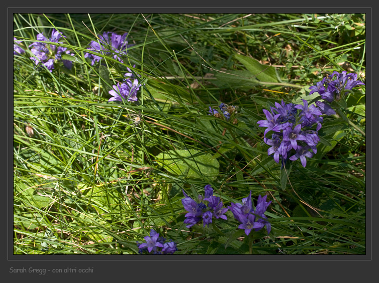 Campanula glomerata
