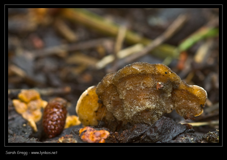 Sul litorale romano � presto, ma...