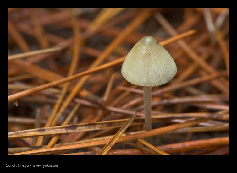 Sul litorale romano � presto, ma...