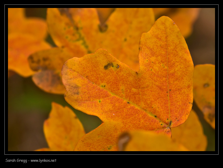 I colori dell''autunno...