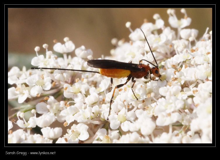 Faccia da Braconidae