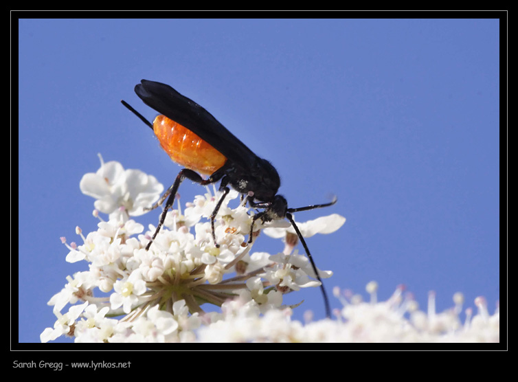 Faccia da Braconidae
