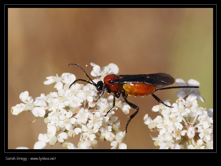 Faccia da Braconidae