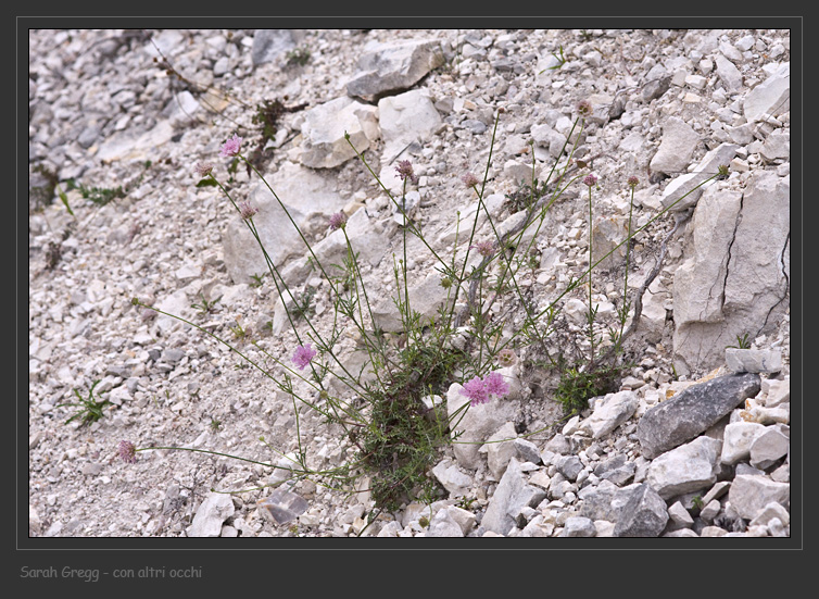 Lomelosia crenata (=Scabiosa crenata) / Vedovina crenata