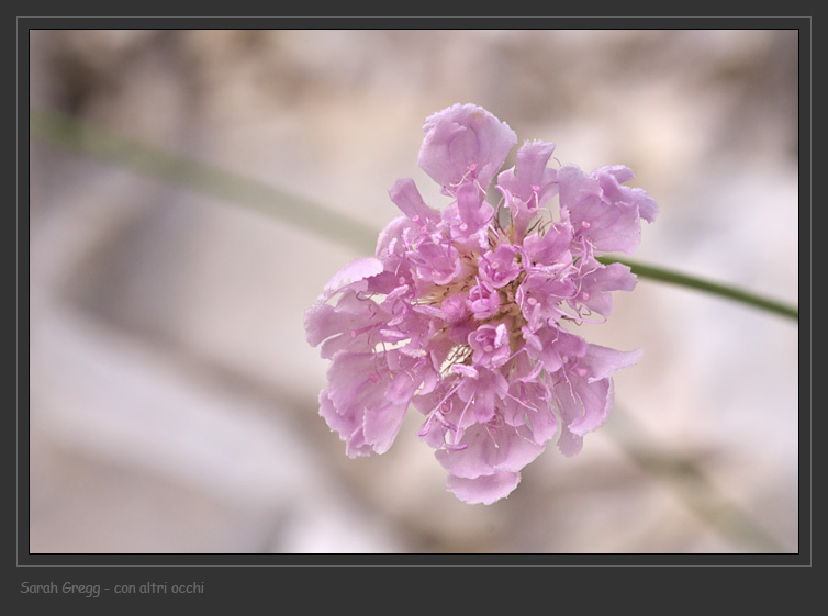 Lomelosia crenata (=Scabiosa crenata) / Vedovina crenata