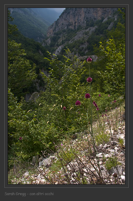 Tre Allium abruzzesi