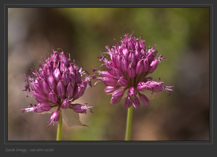 Tre Allium abruzzesi