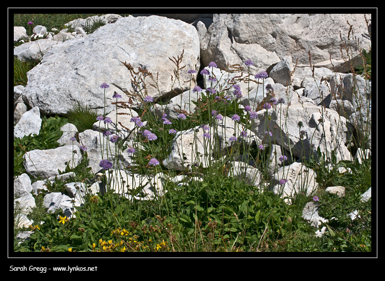 Scabiosa? degli alti prati