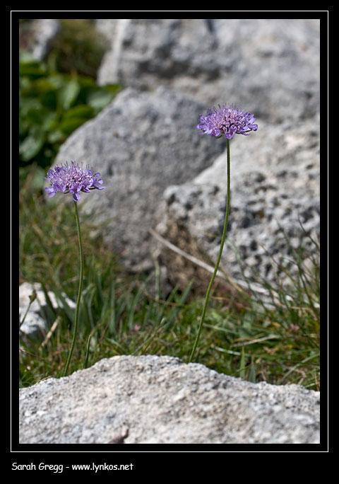 Scabiosa? degli alti prati