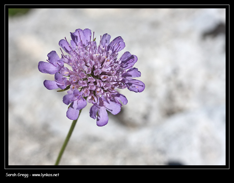 Scabiosa? degli alti prati