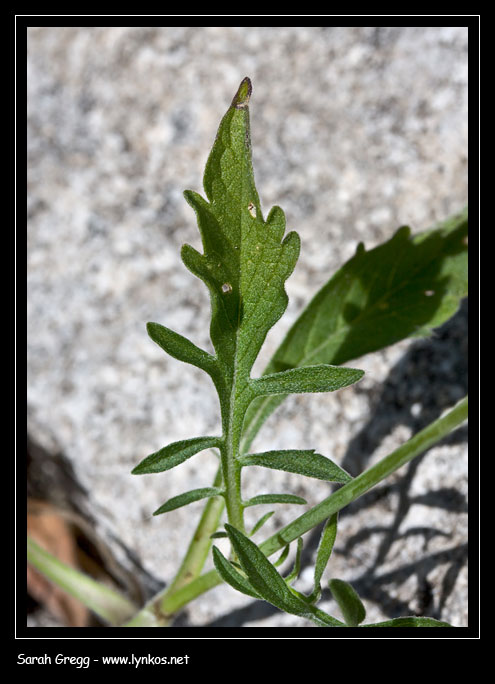 Scabiosa? degli alti prati