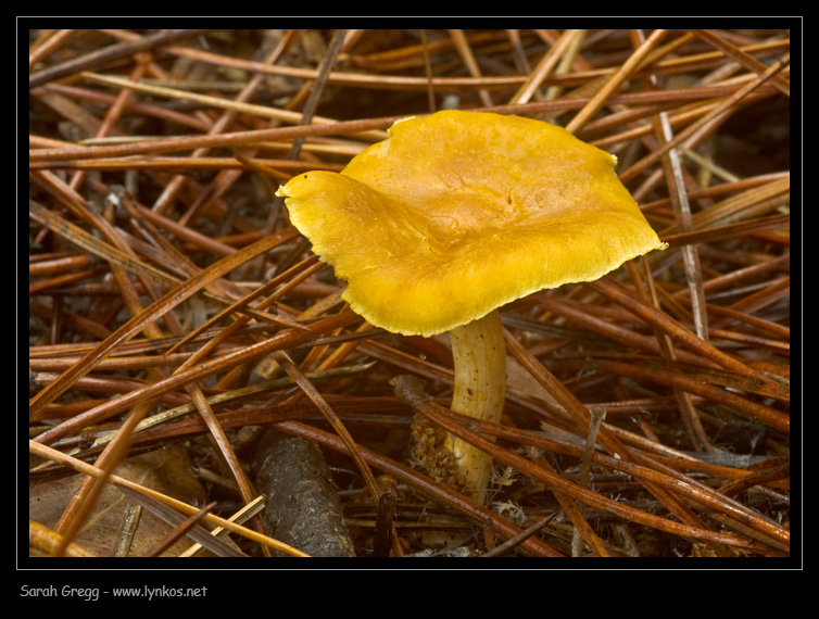 Sul litorale romano � presto, ma...