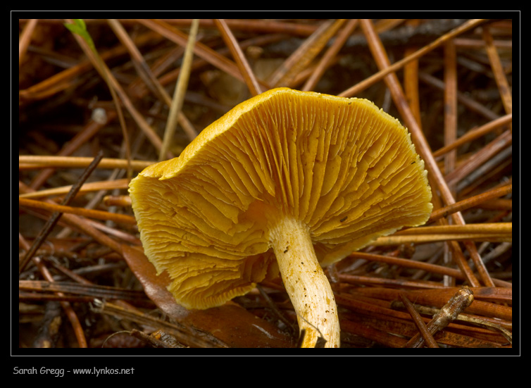 Sul litorale romano � presto, ma...