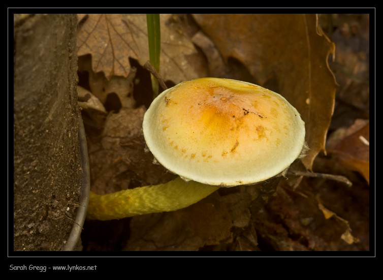 I colori dell''autunno...