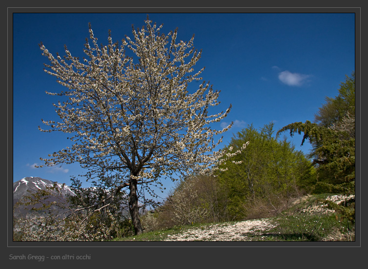 Ribes rubrum / Ribes rosso