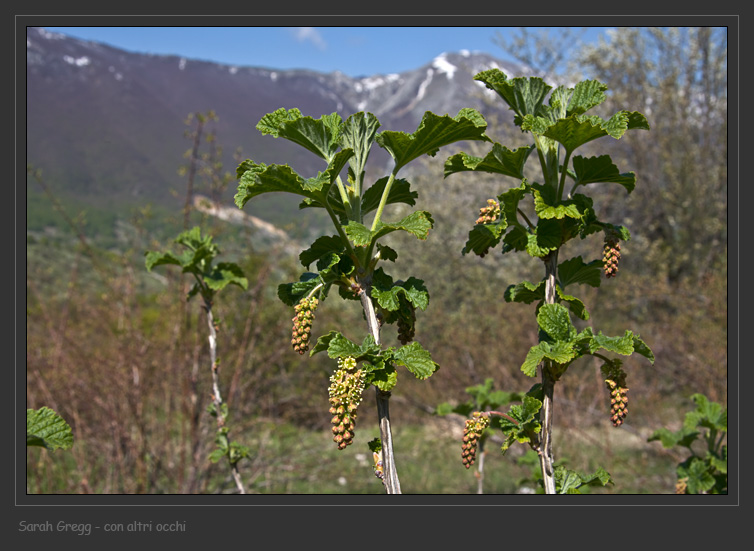 Ribes rubrum / Ribes rosso