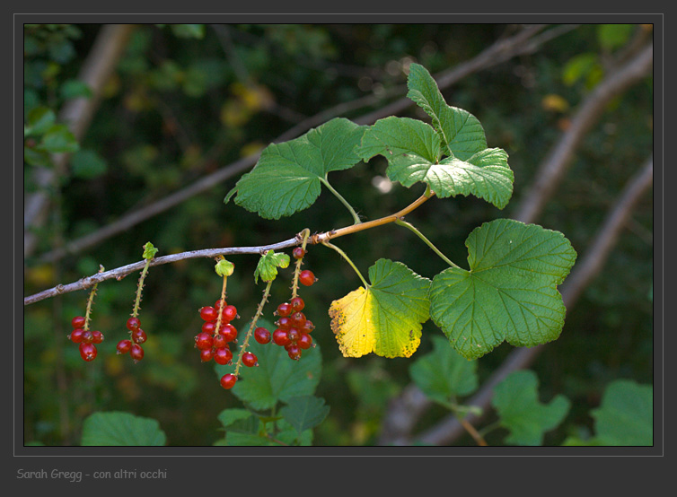 Ribes rubrum / Ribes rosso