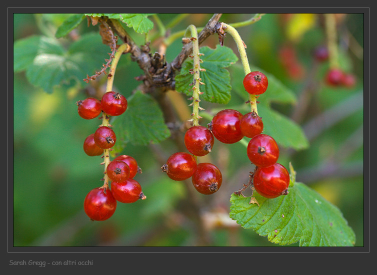 Ribes rubrum / Ribes rosso