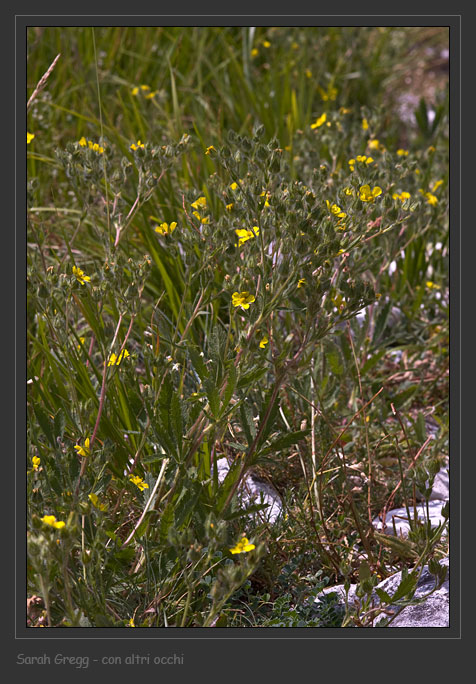 Potentilla pedata dalla Majella