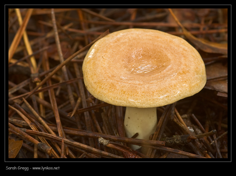 Sul litorale romano � presto, ma...