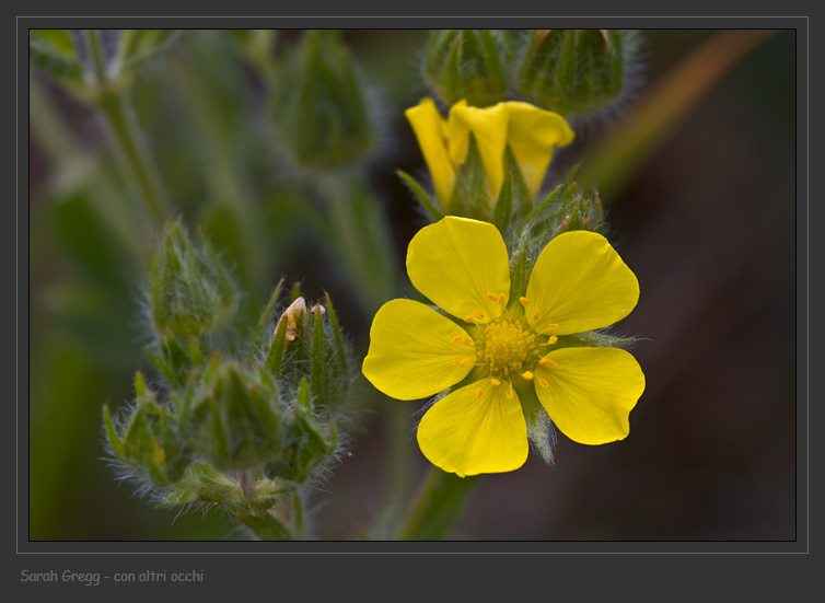 Potentilla pedata dalla Majella
