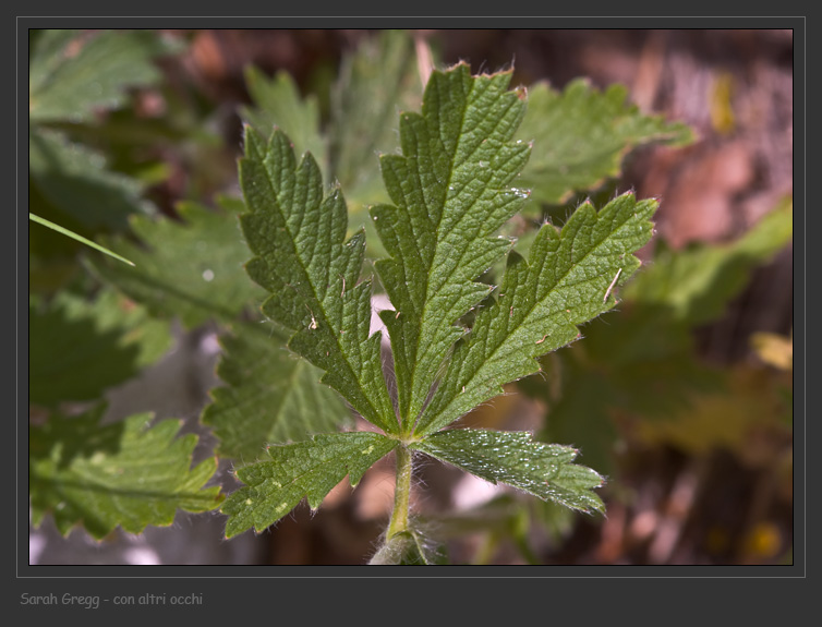 Potentilla pedata dalla Majella
