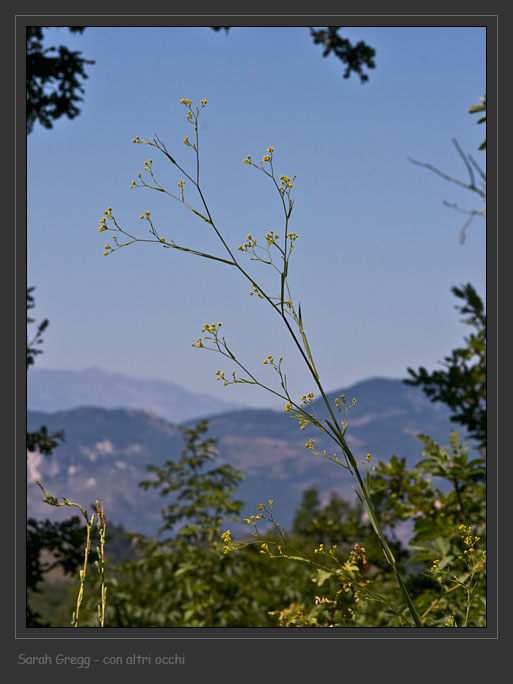 Bupleurum praealtum / Bupleuro lino-selvatico