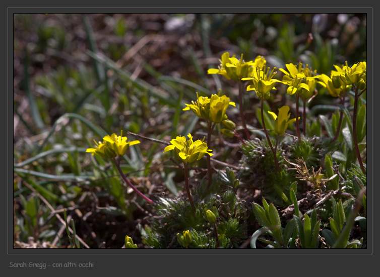 Crucifera gialla dalla Majella - Draba cfr.aizoides