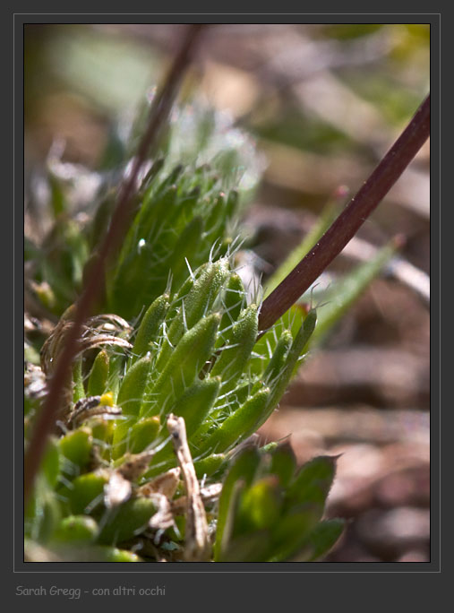 Crucifera gialla dalla Majella - Draba cfr.aizoides