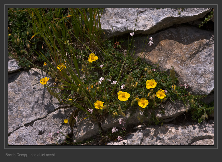Helianthemum nummularium sl. dalla Majella