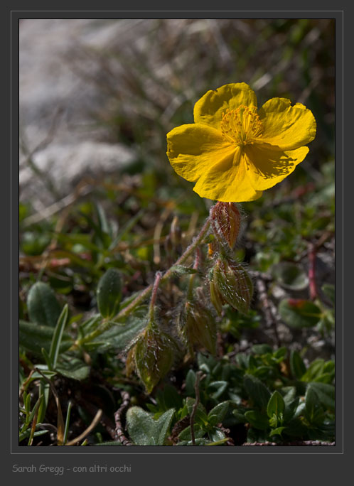 Helianthemum nummularium sl. dalla Majella