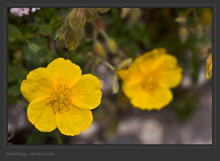 Helianthemum nummularium sl. dalla Majella