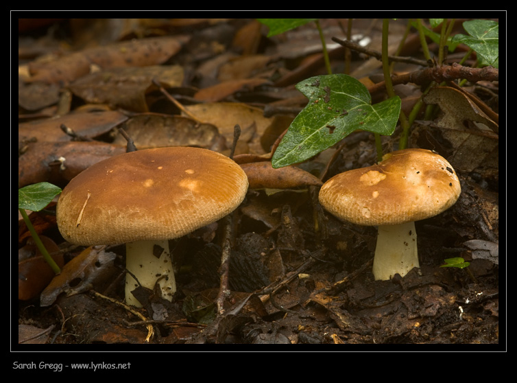 Sul litorale romano � presto, ma...