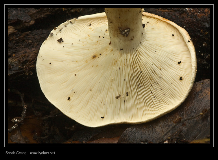 Sul litorale romano � presto, ma...